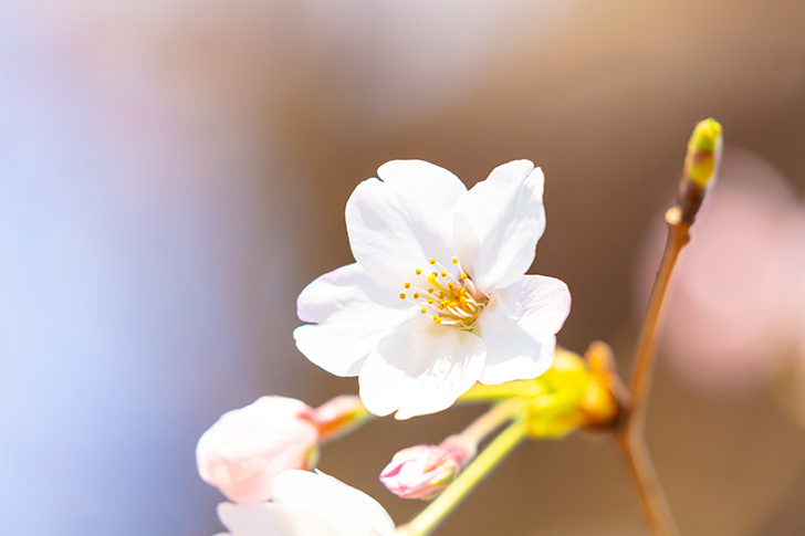 桜の花びらの商用利用可フリー写真素材6026 フォトック