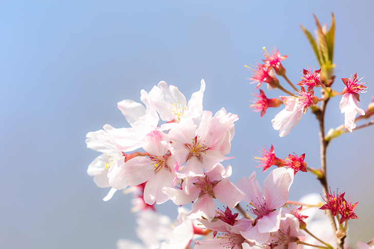 桜の花びらの商用利用可フリー写真素材6032 フォトック