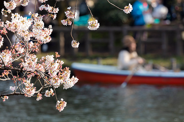井の頭公園の桜とボートのフリー写真素材