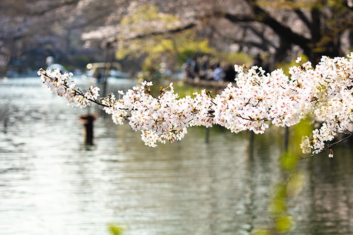 井の頭公園の桜のフリー写真素材