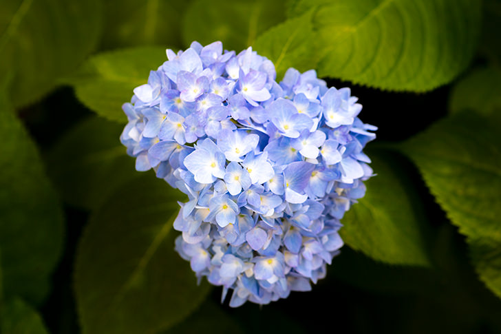 あじさい 紫陽花 の商用利用可フリー写真素材6141 フォトック
