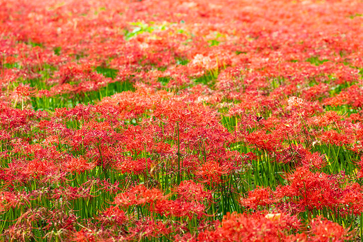 彼岸花・曼珠沙華のフリー写真素材