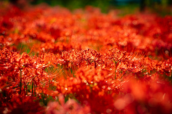 彼岸花・曼珠沙華のフリー写真素材