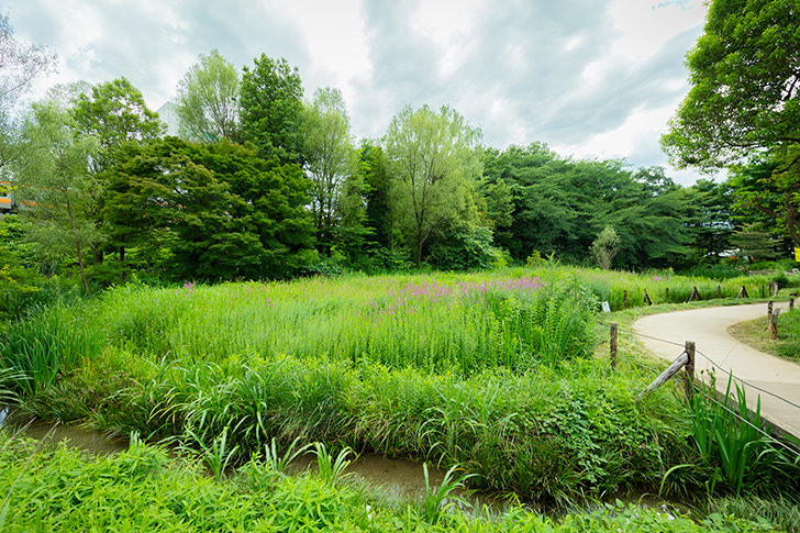 姿見の池のフリー写真素材