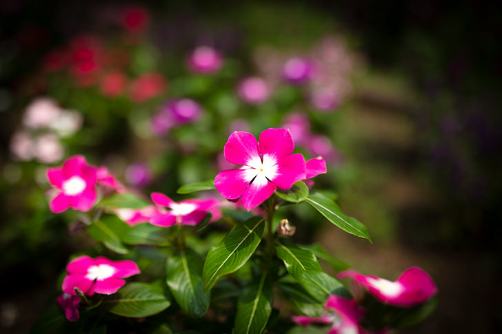 花のフリー写真素材