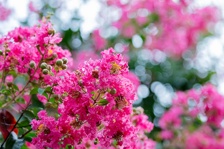 免费照片素材 Free Photo