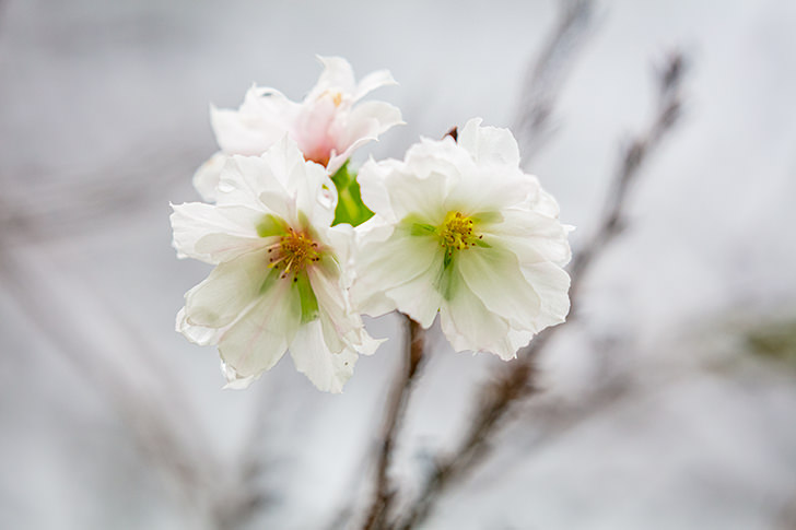 十月桜のフリー写真素材