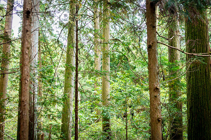 森林のフリー写真素材