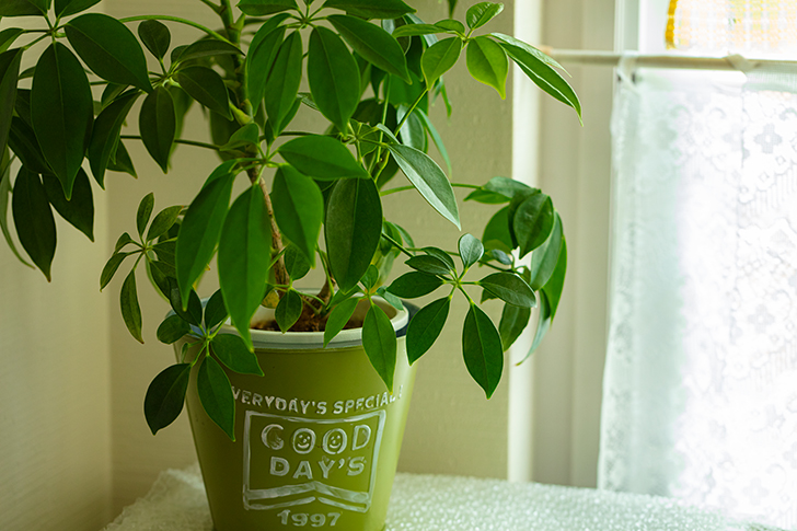 植物のフリー写真素材