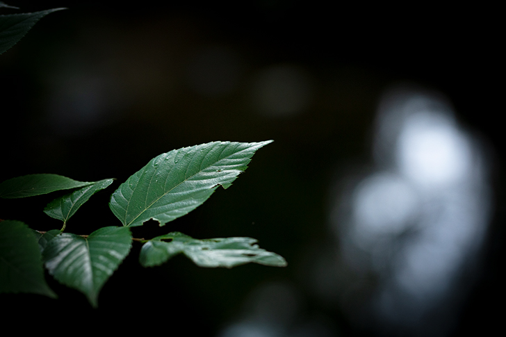 免费照片素材 Free Photo