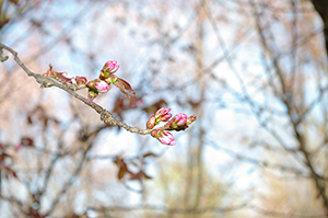 桜つぼみのフリー写真素材
