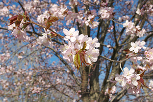 桜のフリー写真素材