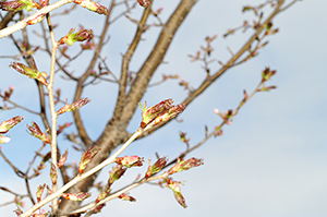 桜つぼみのフリー写真素材