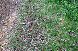 土と草のフリー写真素材