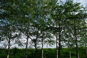 木のフリー写真素材