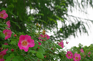花のフリー写真素材