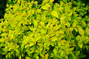 植物のフリー写真素材