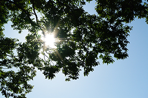 太陽と木のフリー写真素材