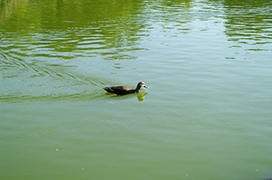 泳ぐ鴨のフリー写真素材