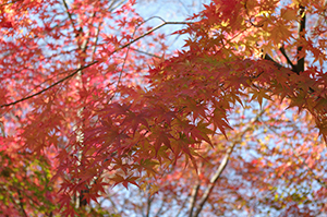 紅葉のフリー写真素材