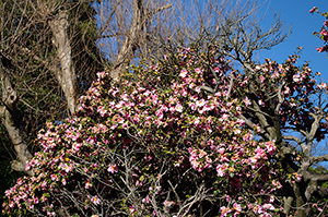 ピンクの植物のフリー写真素材