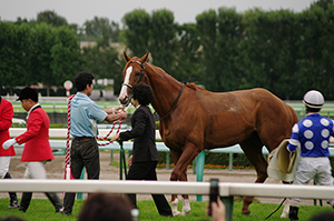 競争馬のフリー写真素材