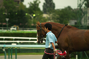 競争馬のフリー写真素材