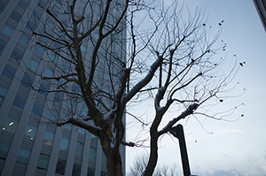 木とビルのフリー写真素材