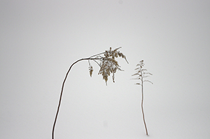雪と植物のフリー写真素材