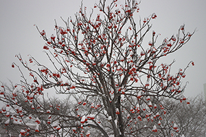 雪と木のフリー写真素材