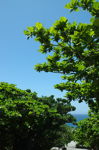 沖縄の木と海のフリー写真素材