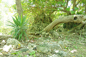 沖縄の木のフリー写真素材