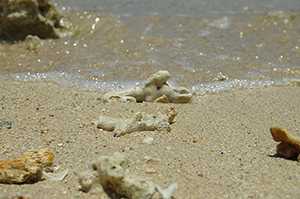 沖縄の水辺と貝殻のフリー写真素材