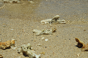 沖縄の水辺と貝殻のフリー写真素材