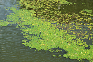 天王寺公園の池に浮かぶ葉のフリー写真素材