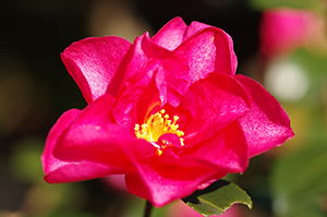 マゼンダ色の花のフリー写真素材
