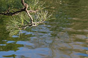 木と池のフリー写真素材