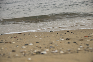 砂浜海岸のフリー写真素材