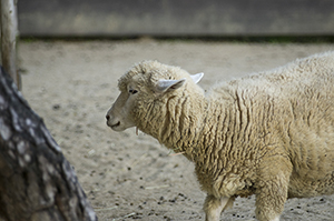 ヒツジ（羊）のフリー写真素材