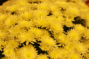 菊の花のフリー写真素材