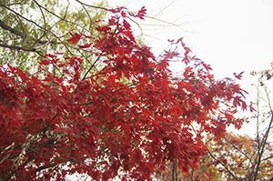 中島公園の紅葉のフリー写真素材