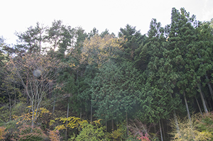 三ツ峠の自然のフリー写真素材