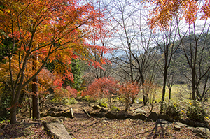 三ツ峠の紅葉のフリー写真素材