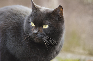 黒猫のフリー写真素材