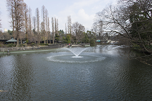 井の頭公園の噴水のフリー写真素材