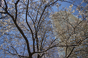 赤坂の桜のフリー写真素材
