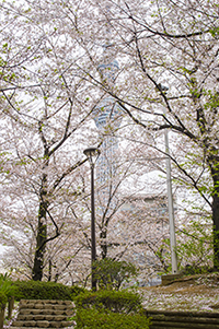 隅田公園の桜とスカイツリーのフリー写真素材