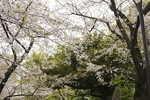 隅田公園の桜のフリー写真素材