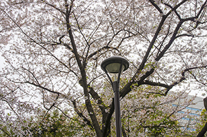 隅田公園の桜のフリー写真素材