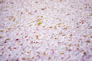 桜筏のフリー写真素材